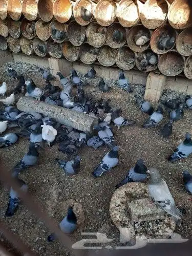 سلفر وزاجل 1