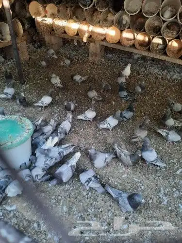 سلفر وزاجل 4