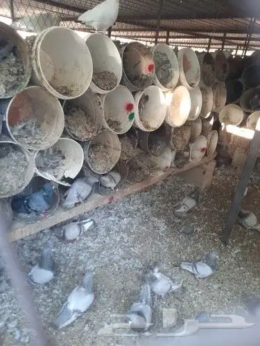 سلفر وزاجل 6