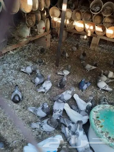 سلفر وزاجل 5