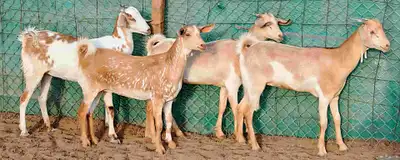 جفار بيشيه تأسيس تم البيع 5