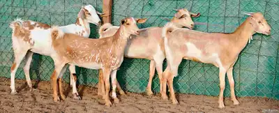 جفار بيشيه تأسيس تم البيع 3