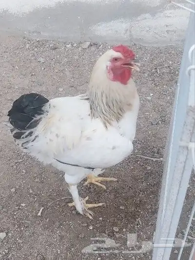 ديوك براهما هجين للأكل 2