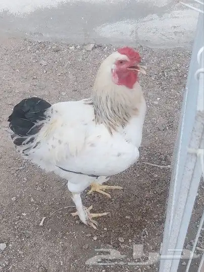 ديوك براهما هجين للأكل 2