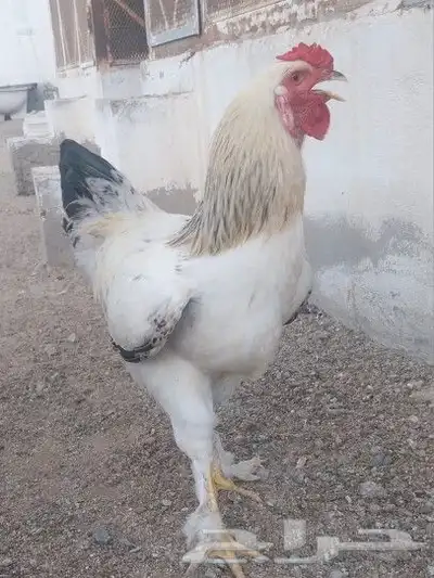 ديوك براهما هجين للأكل 1