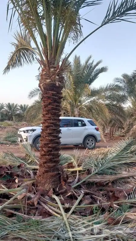 نخل البع 3