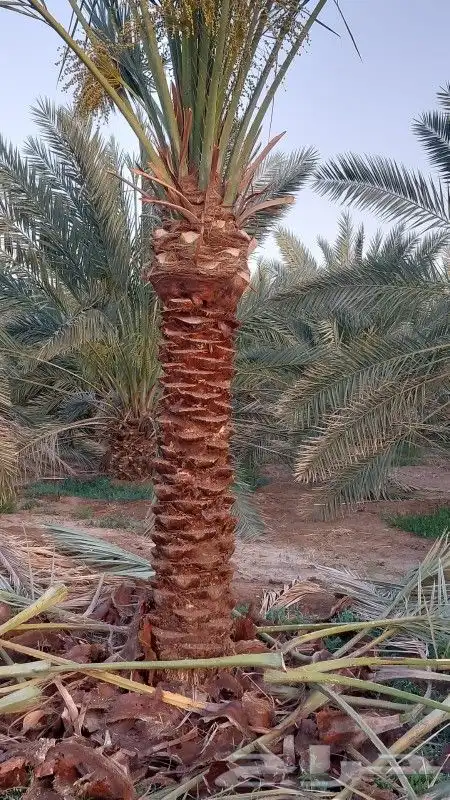 نخل البع 2