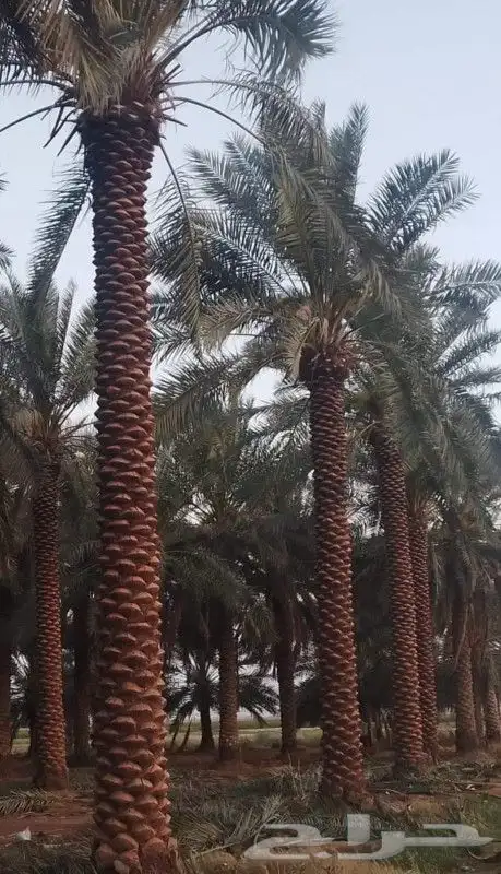 نخل البع 1