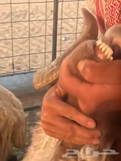 فحل نعيمي خروف 1