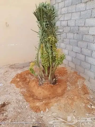 السلام عليكم يوجد لدينا نخل طيب سكري مشدول صقعي هلالي عنبره 8