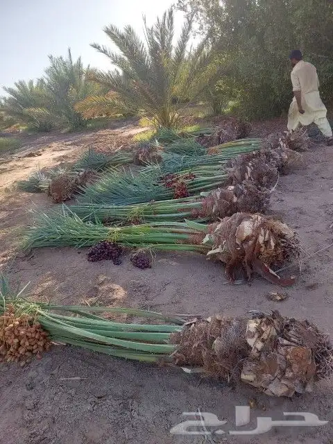 نخل البع 0