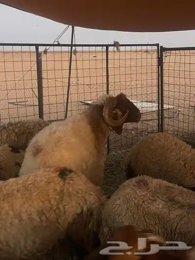 فحل نعيمي خروف 3