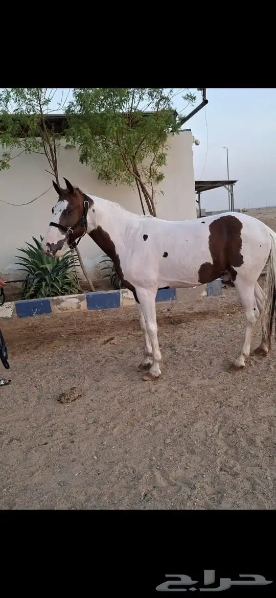 بوني جميل للبيع 1