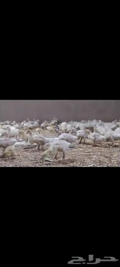 بط بكيني صوص صيصان 0