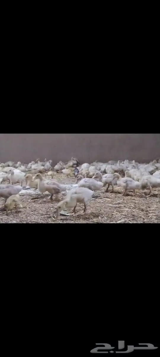 بط بكيني صوص صيصان 0