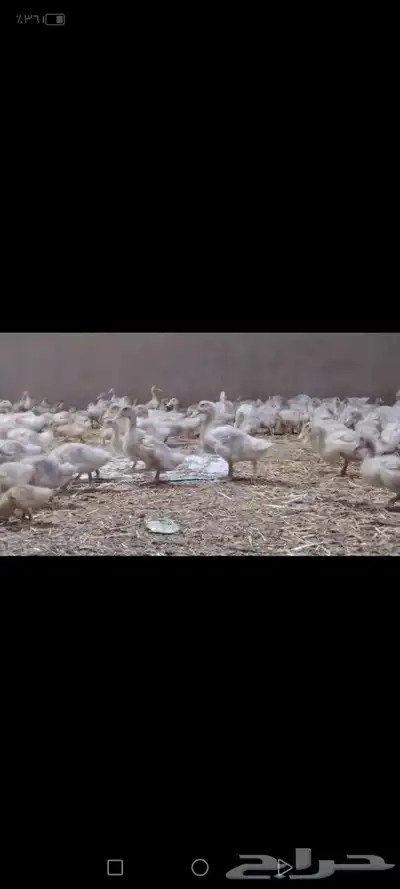 بط بكيني صوص صيصان 1