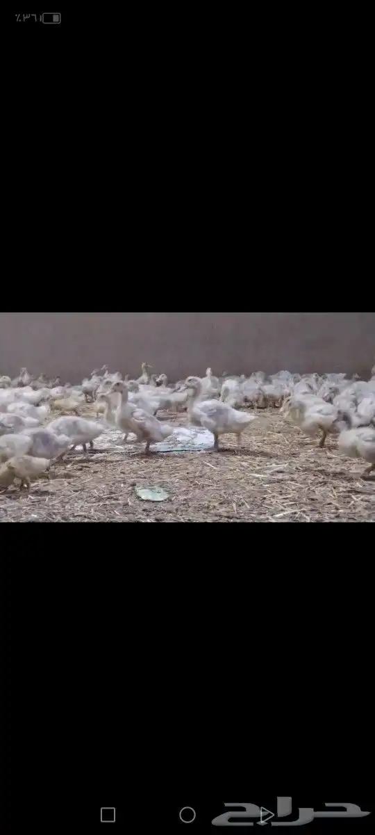 بط بكيني صوص صيصان 1