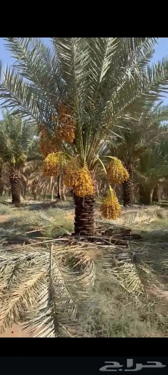 نخل ماشاء الله تبارك الله عربي وزينه 0