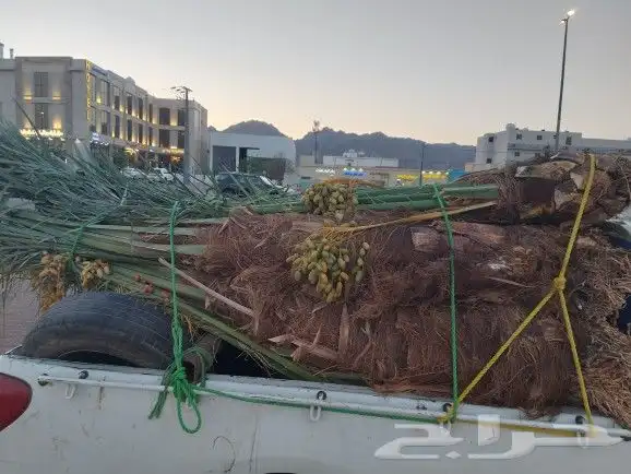 سلام عليكم يوجد لدينا نخيل مثمر درجه اولا 0