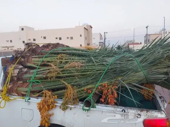 سلام عليكم يوجد لدينا نخيل مثمر درجه اولا 1