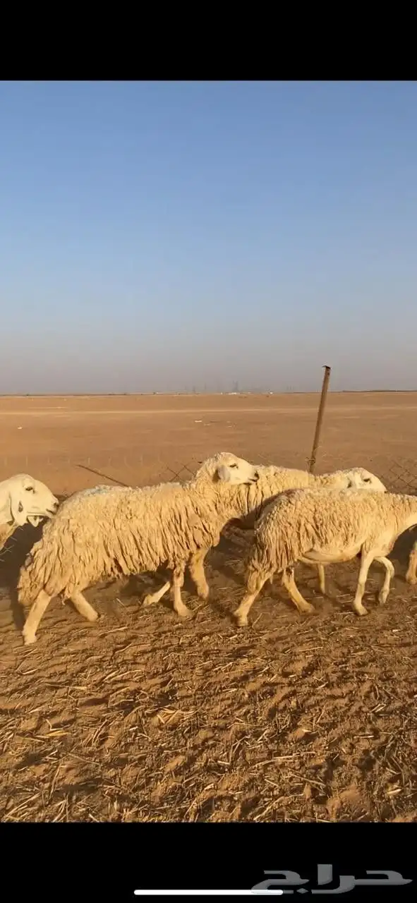 غنم حريات حرش index