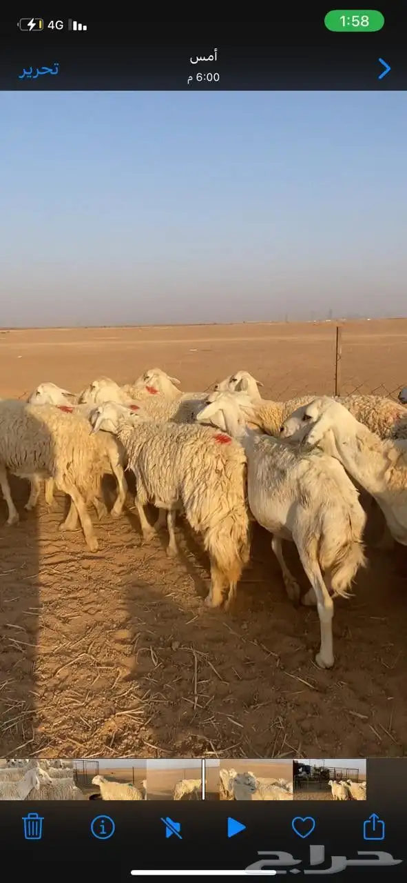 غنم حريات حرش index