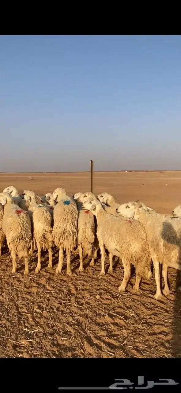 غنم حريات حرش index