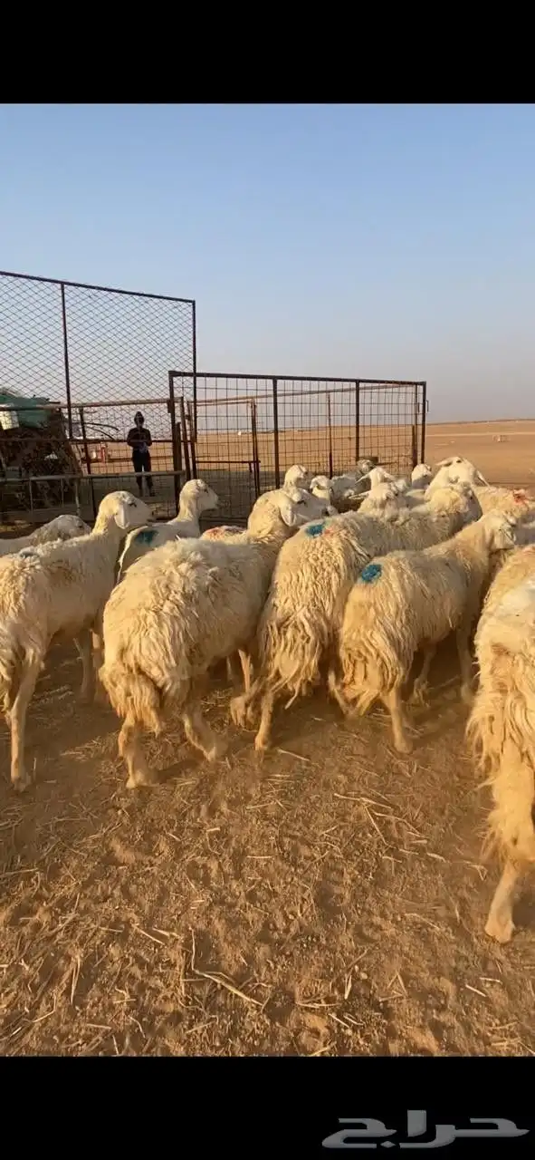 غنم حريات حرش index