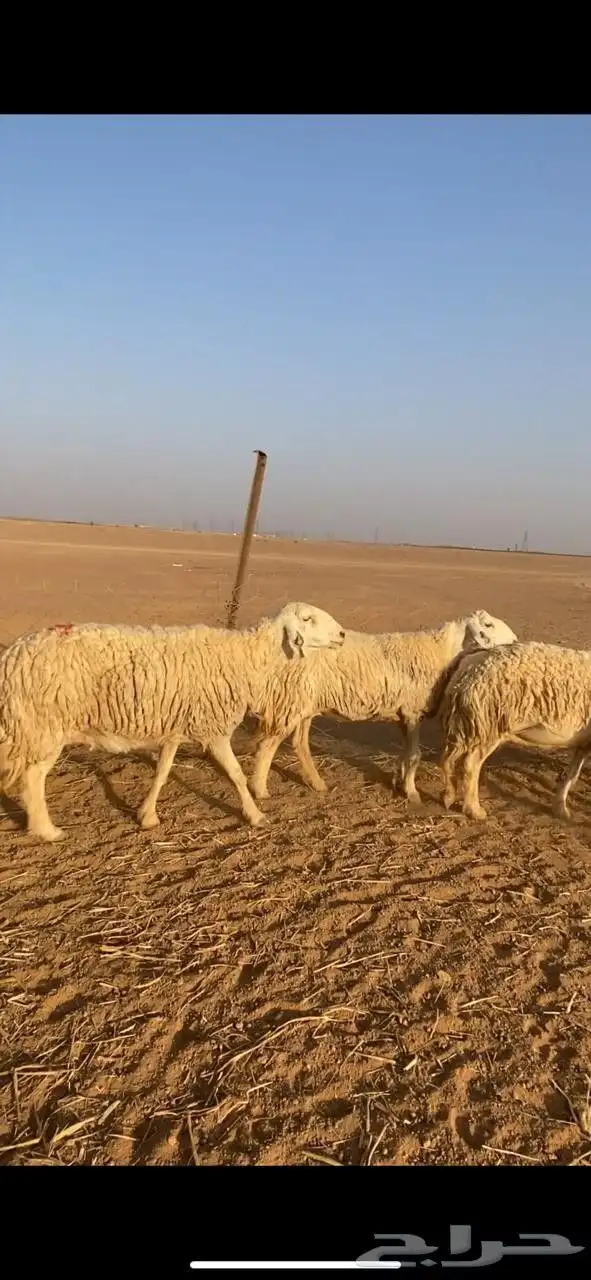 غنم حريات حرش index