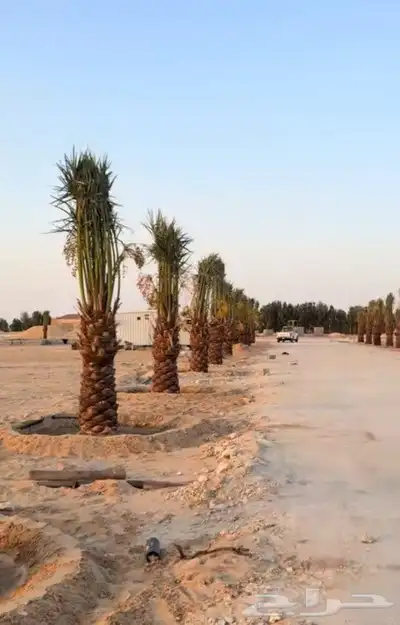 نخل للبيع جميع النواع انخل العربي سكري إخلاص برحي صقعي مجدوا 3