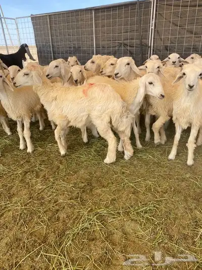 بهم حريات حرش 1