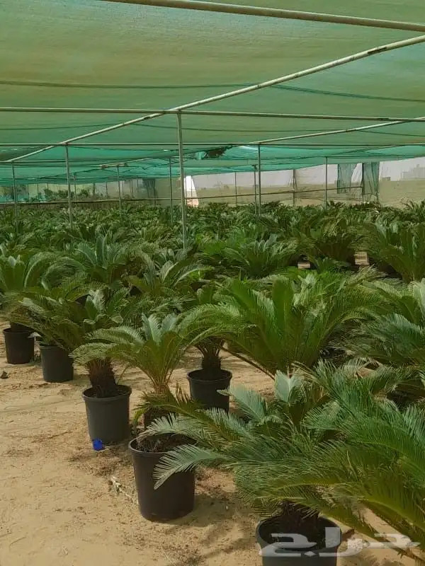 منسق حدائق جده ومكه زراعه النجيله الطبيعي الشبكات الري زراعه 9