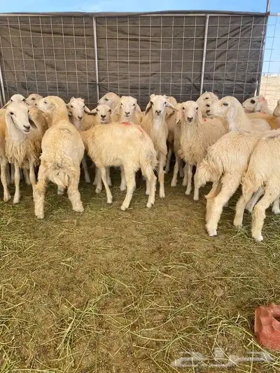 بهم حريات حرش 0