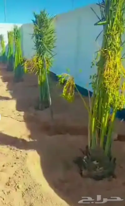 السلام عليكم يوجد لدينا نخل طيب سكري مشدول صقعي هلالي عنبره 9