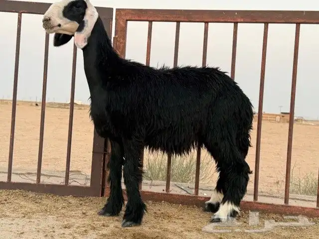 رخال نجد مقنوي طيبات. 7