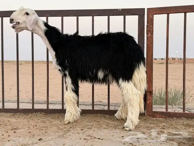 رخال نجد مقنوي طيبات. 4