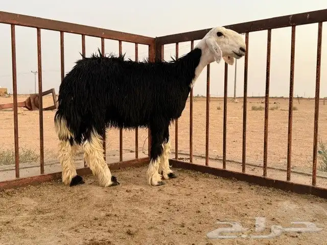 رخال نجد مقنوي طيبات. 9