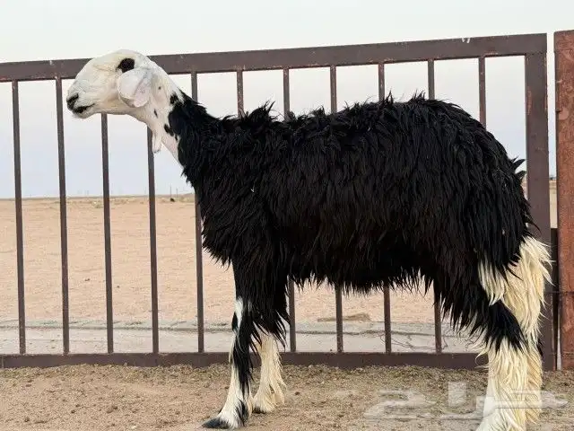 رخال نجد مقنوي طيبات. 10