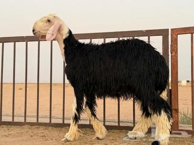 رخال نجد مقنوي طيبات. 5