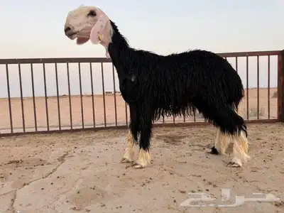 رخال نجد مقنوي طيبات. 0