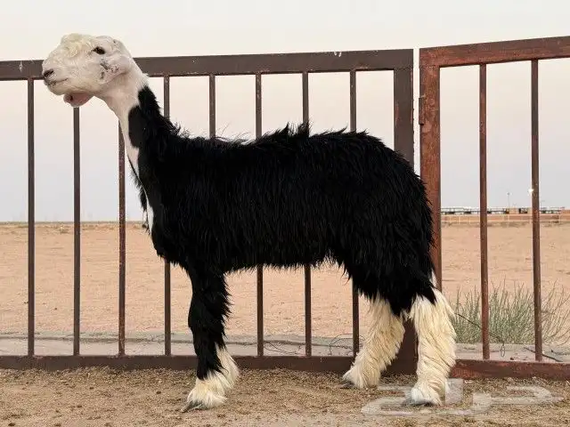 رخال نجد مقنوي طيبات. 6