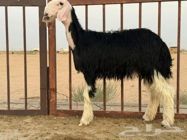 رخال نجد مقنوي طيبات. 2