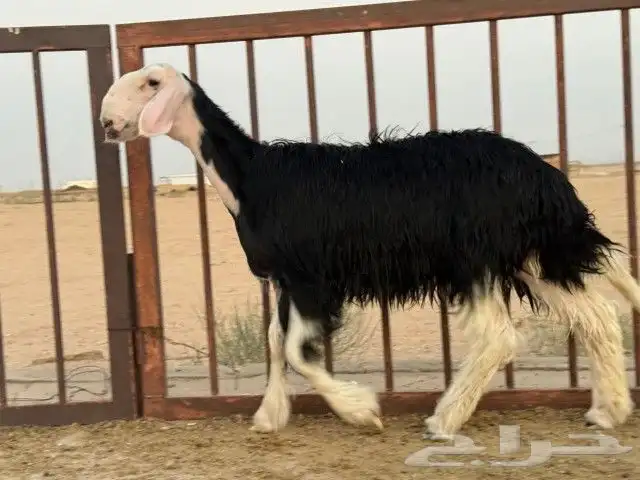 رخال نجد مقنوي طيبات. 1