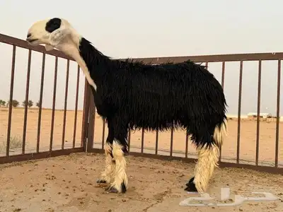 رخال نجد مقنوي طيبات. 8
