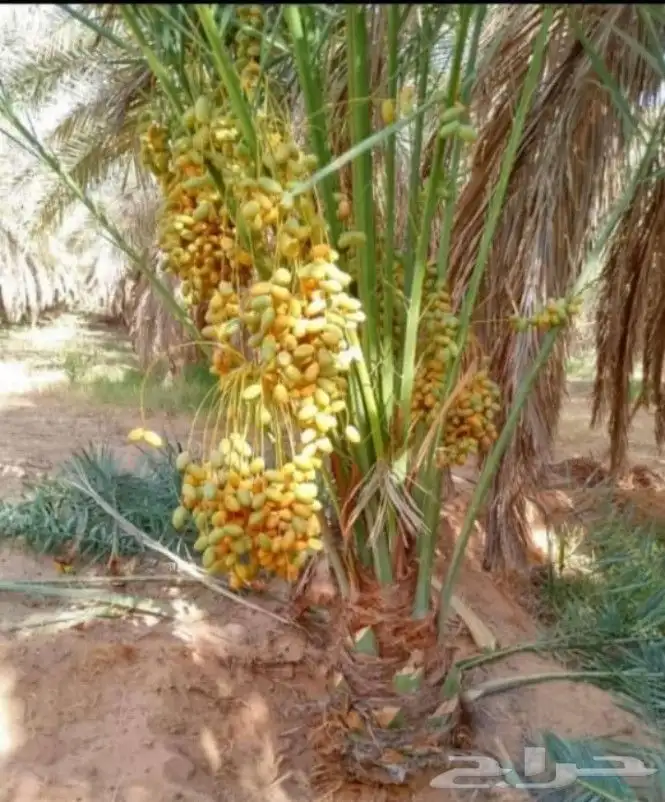 يوجد لدينا جميعا انواع النخيل عربي مثمر وزينه 0