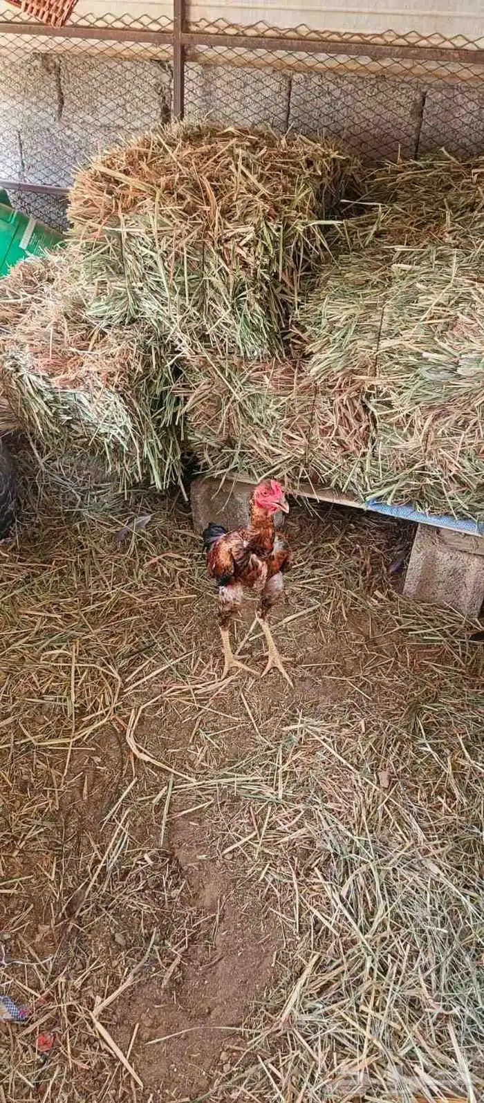 ديوك للبيع 1