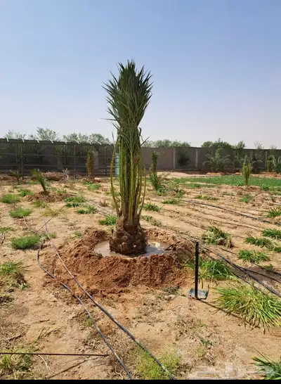 نخل للبيع جميع النواع انخل العربي سكري إخلاص برحي صقعي مجدوا 2