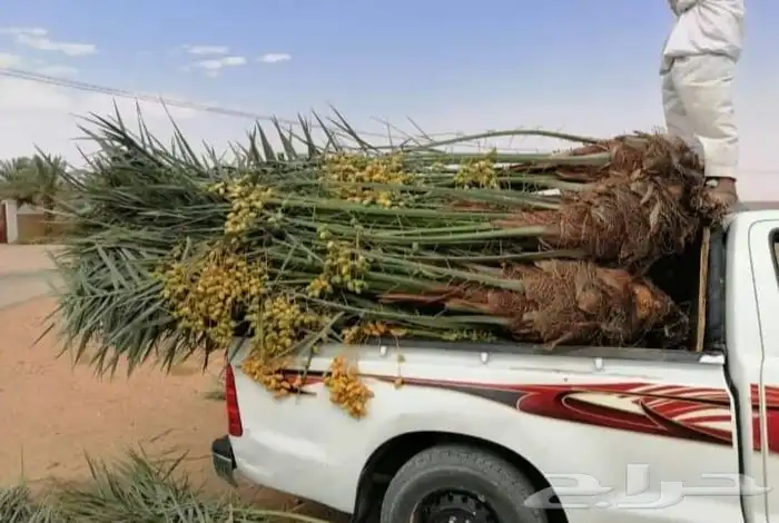 نخل ماشاء الله تبارك الله عربي وزينه 3