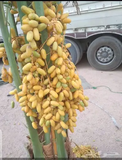 السلام عليكم يوجد لدينا نخل طيب سكري مشدول صقعي هلالي عنبره 5