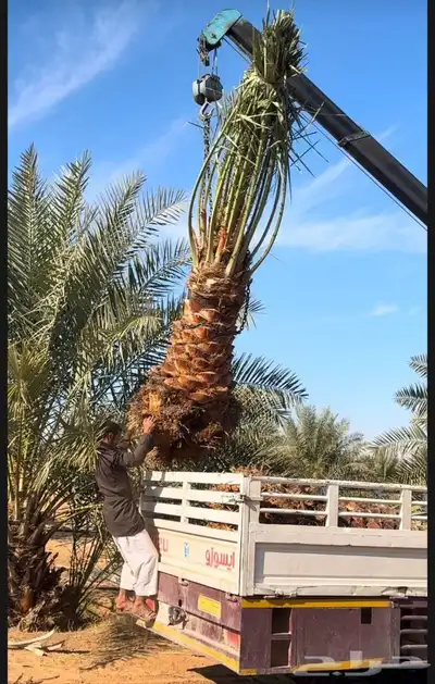 نخل للبيع جميع النواع انخل العربي سكري إخلاص برحي صقعي مجدوا 1